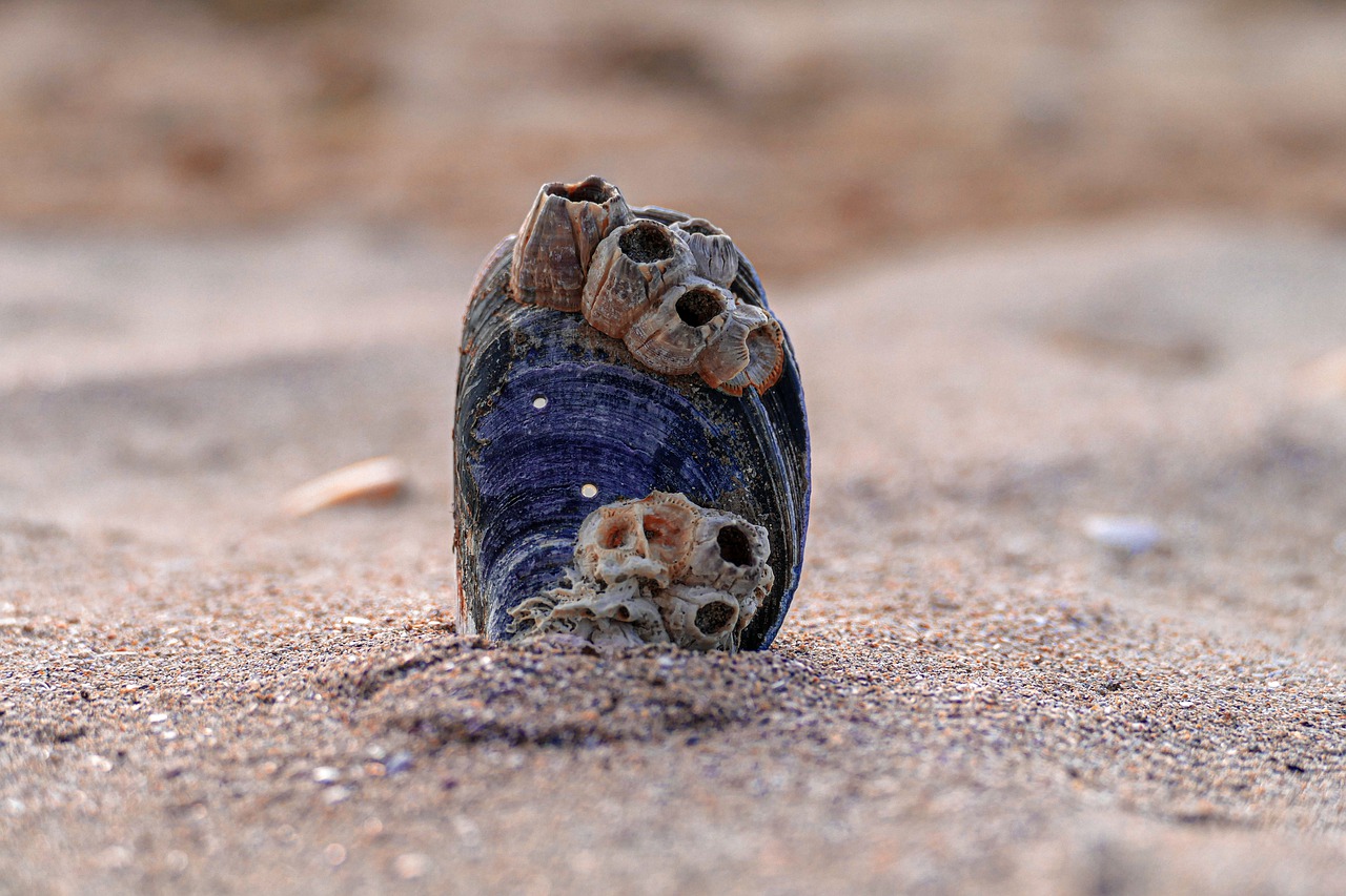 mussels  sand  sea free photo