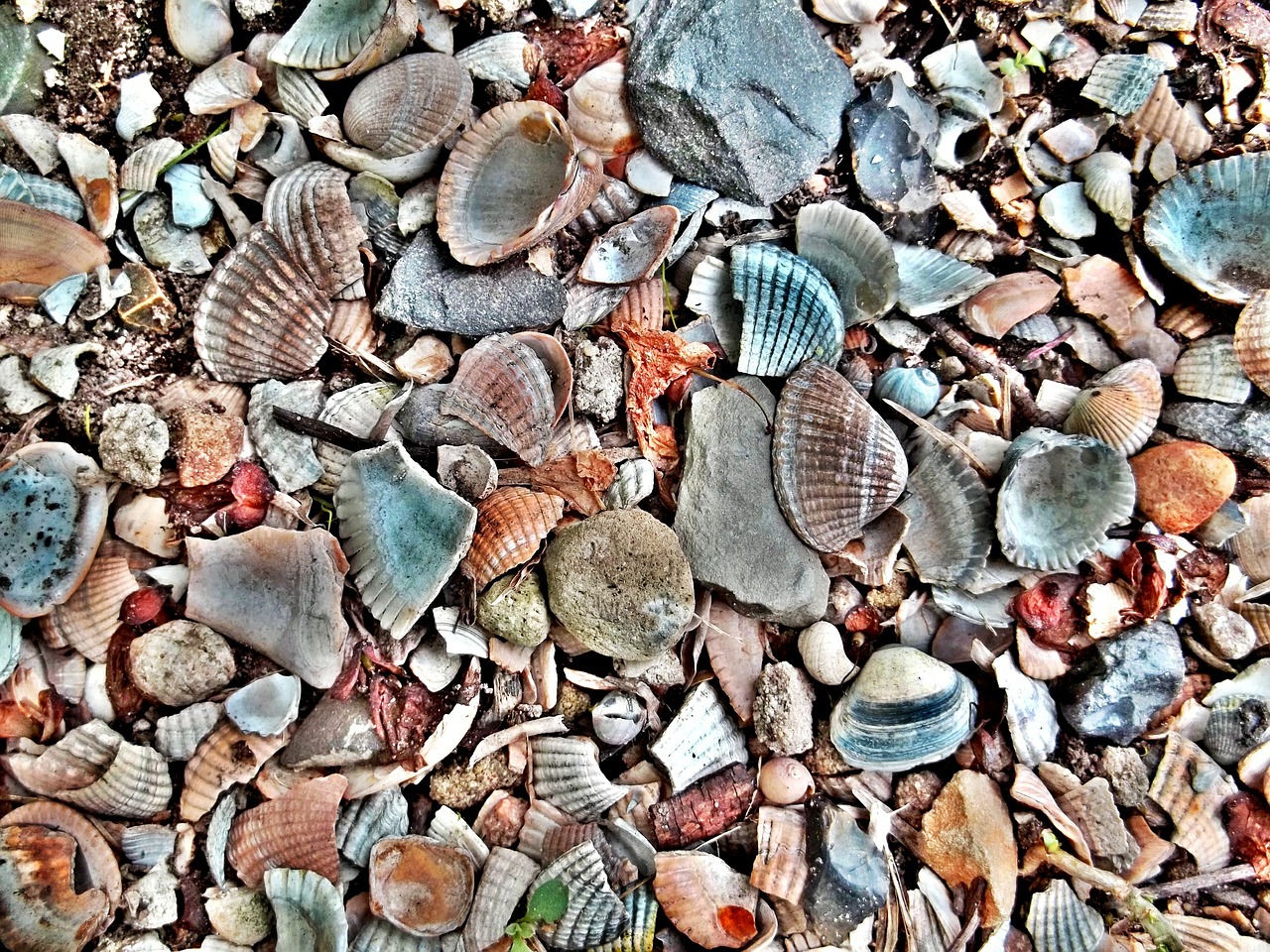 mussels shells shellfish free photo