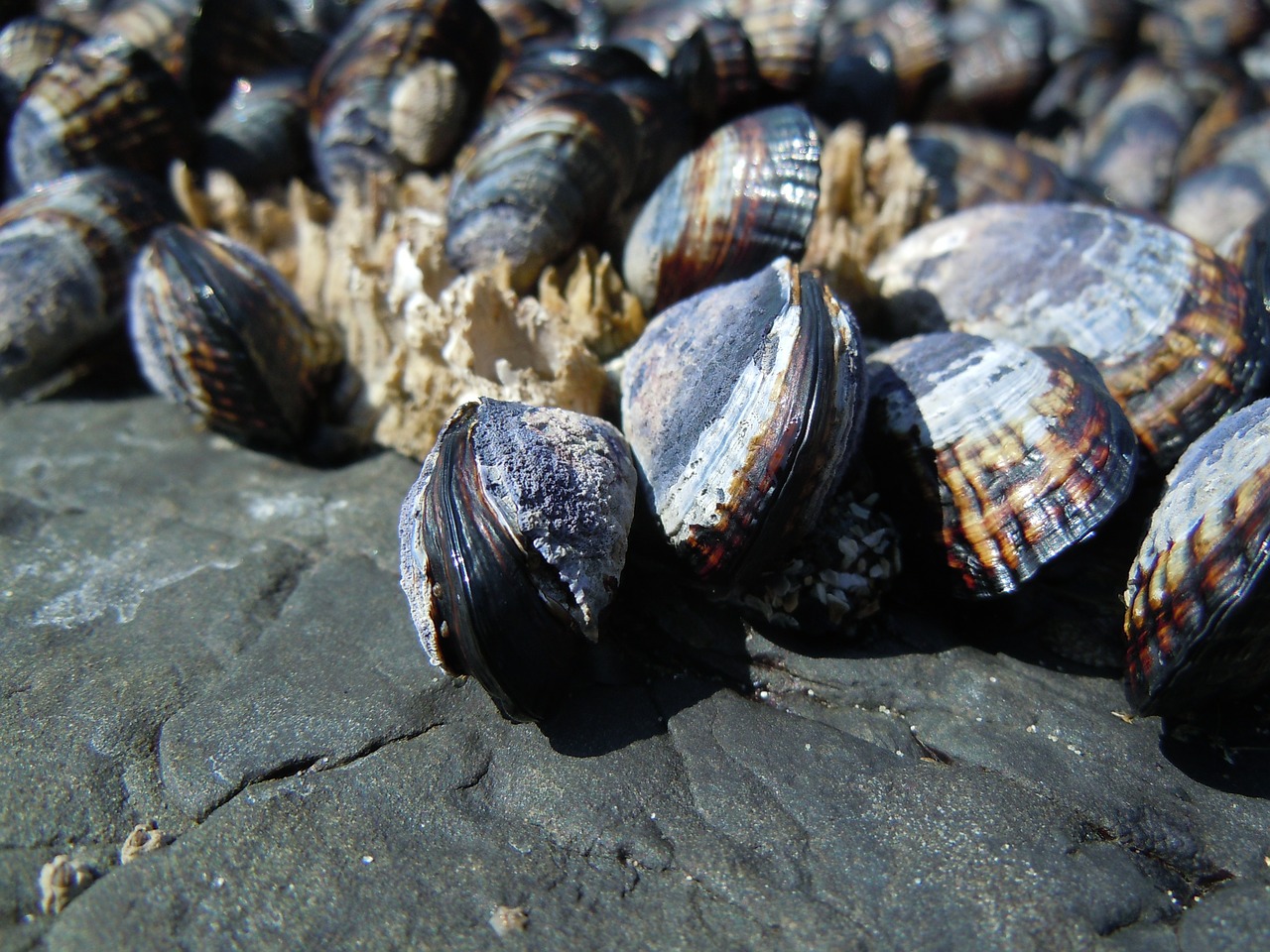 mussels ocean beach free photo