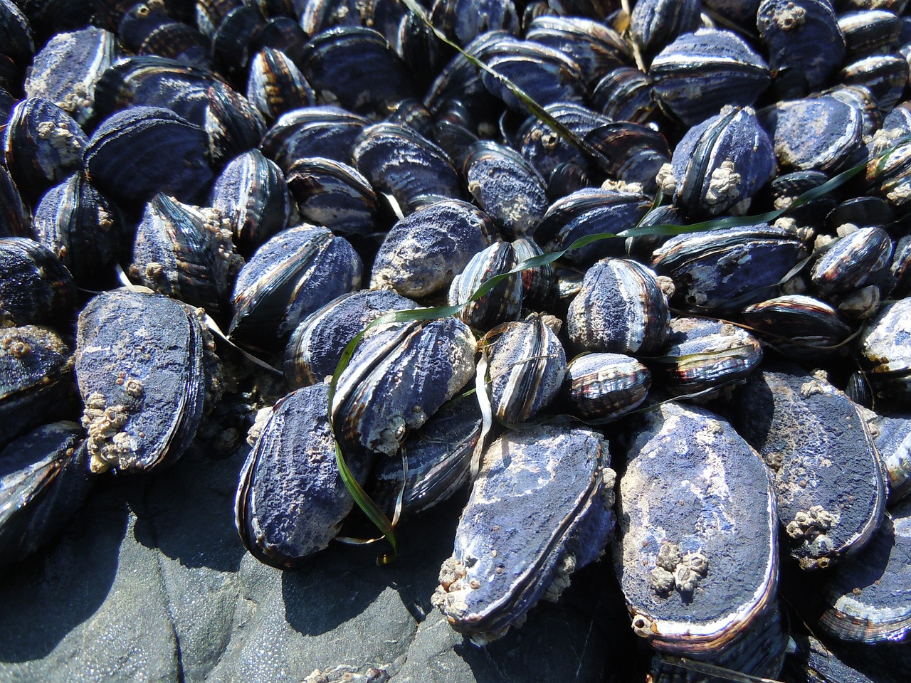 mussels ocean beach free photo