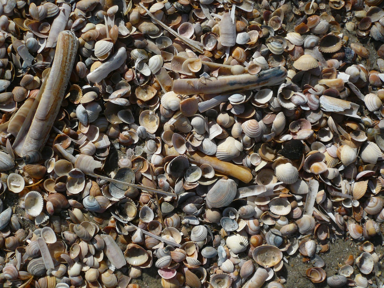mussels north sea beach free photo