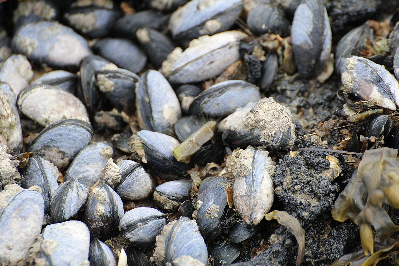 mussels watt area coastal region free photo