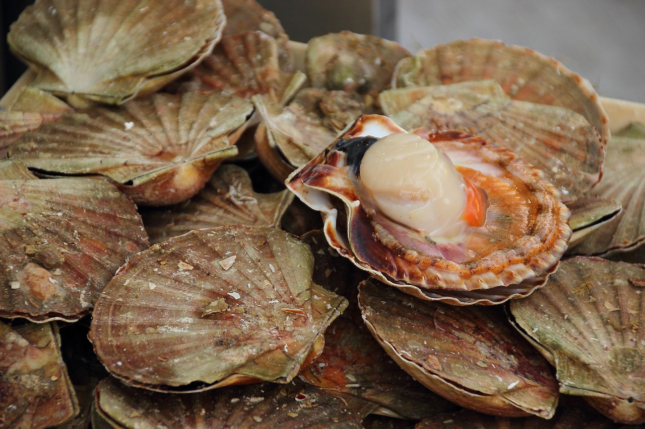 mussels scallops food free photo