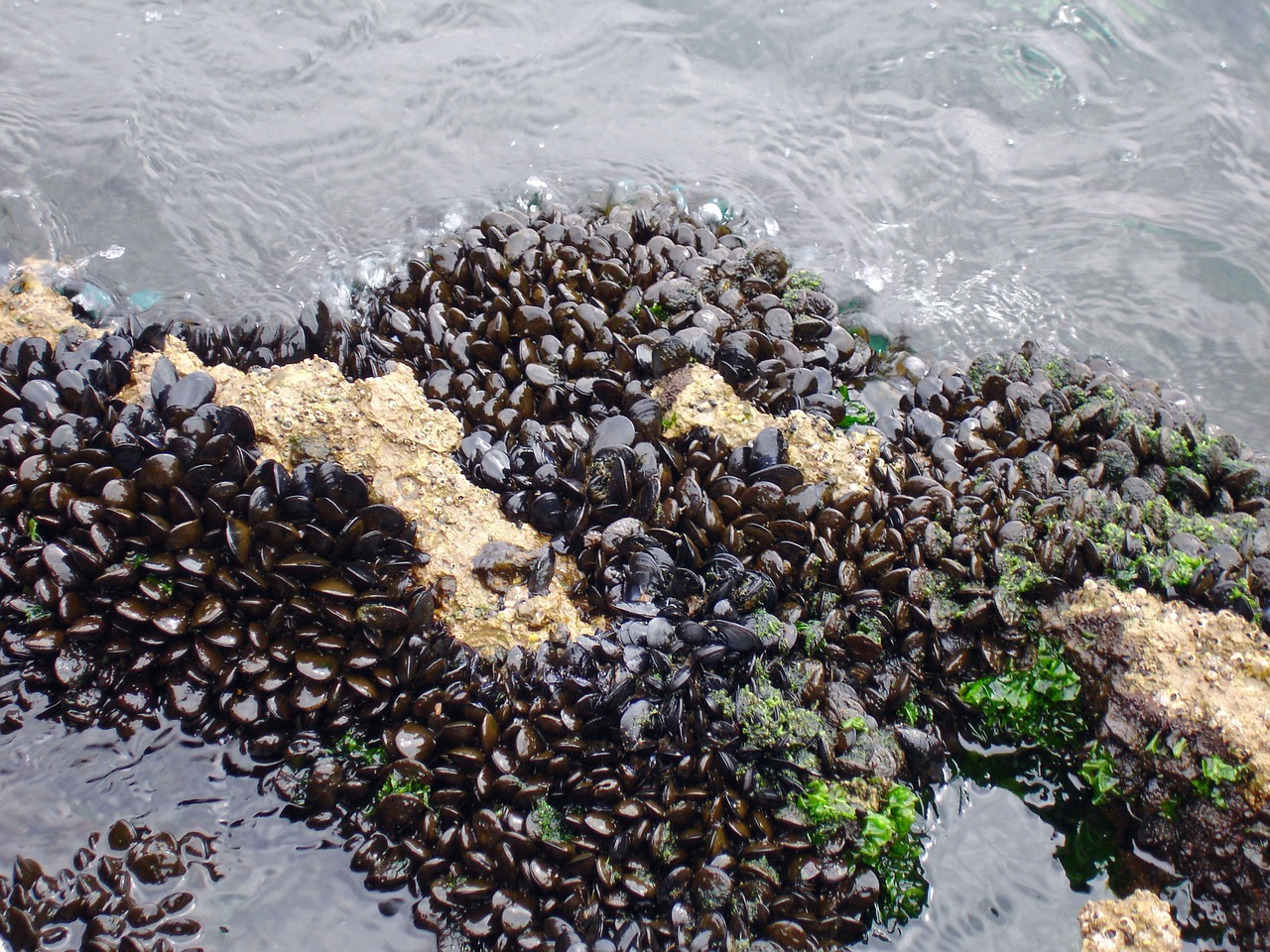 mussels sea beach free photo