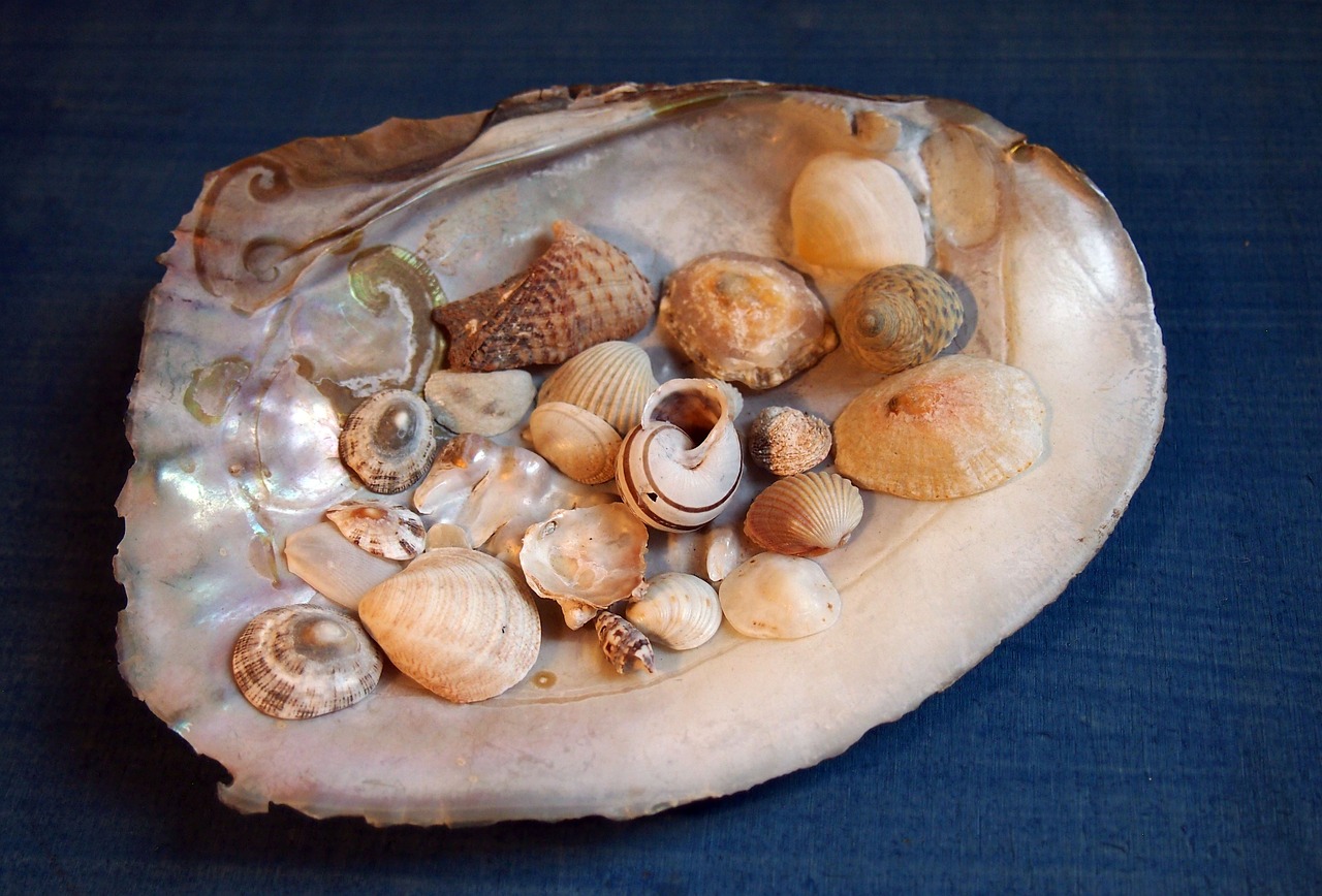 mussels flotsam mother of pearl free photo