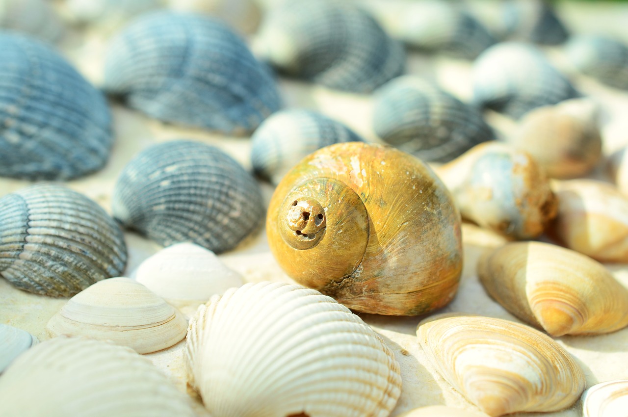 mussels sea holiday free photo