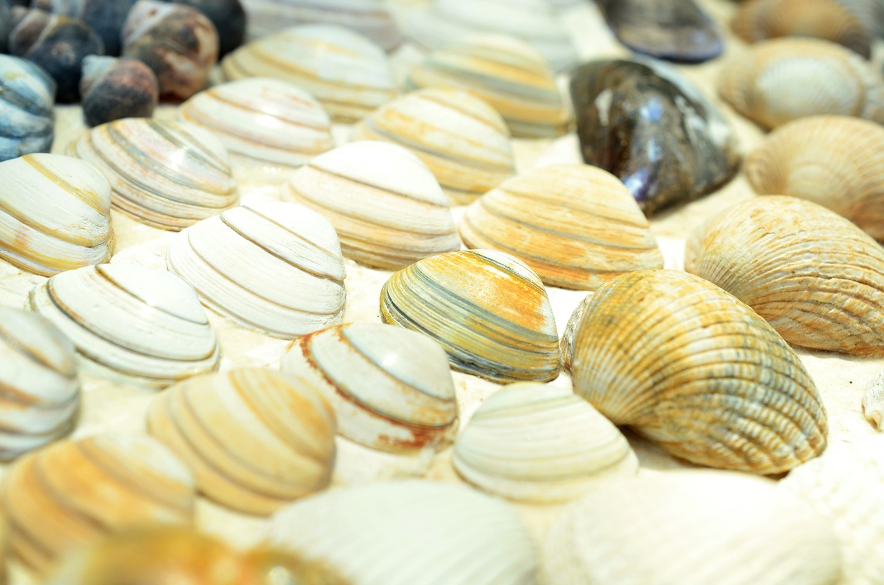 mussels beach still life free photo