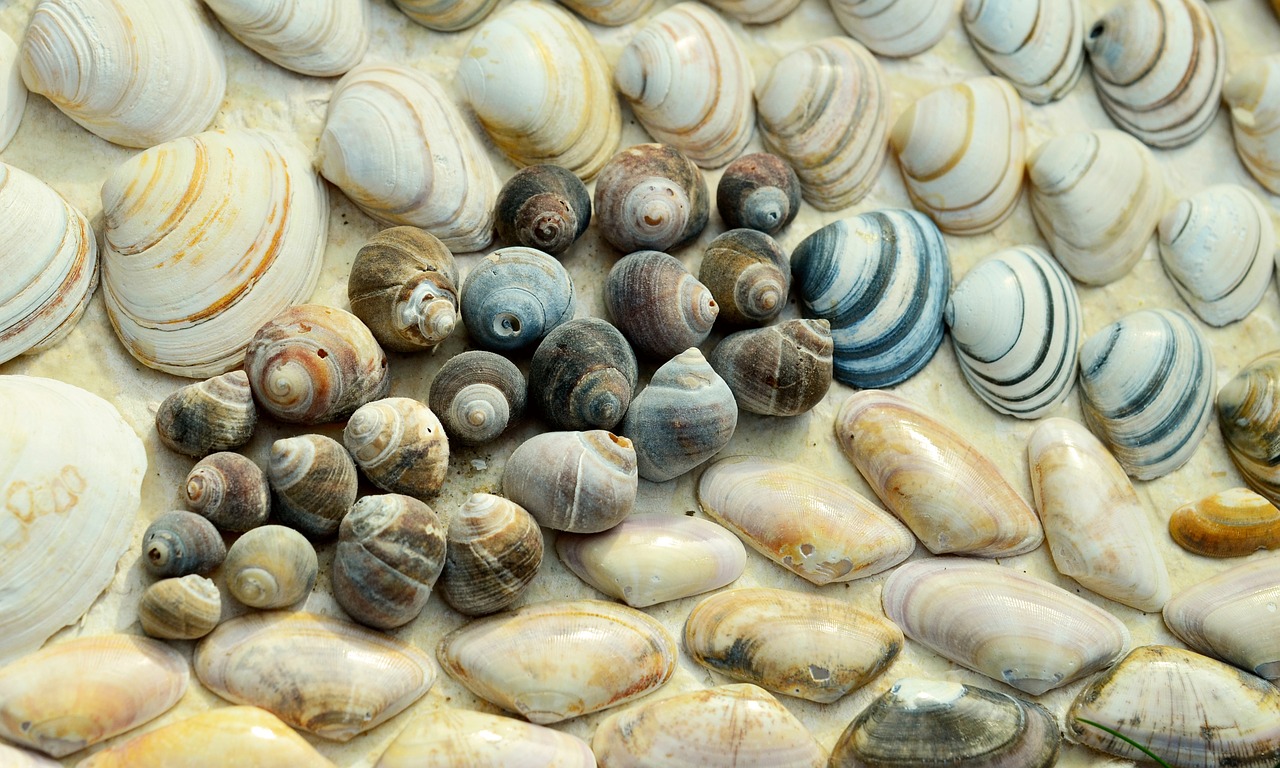 mussels beach snails free photo