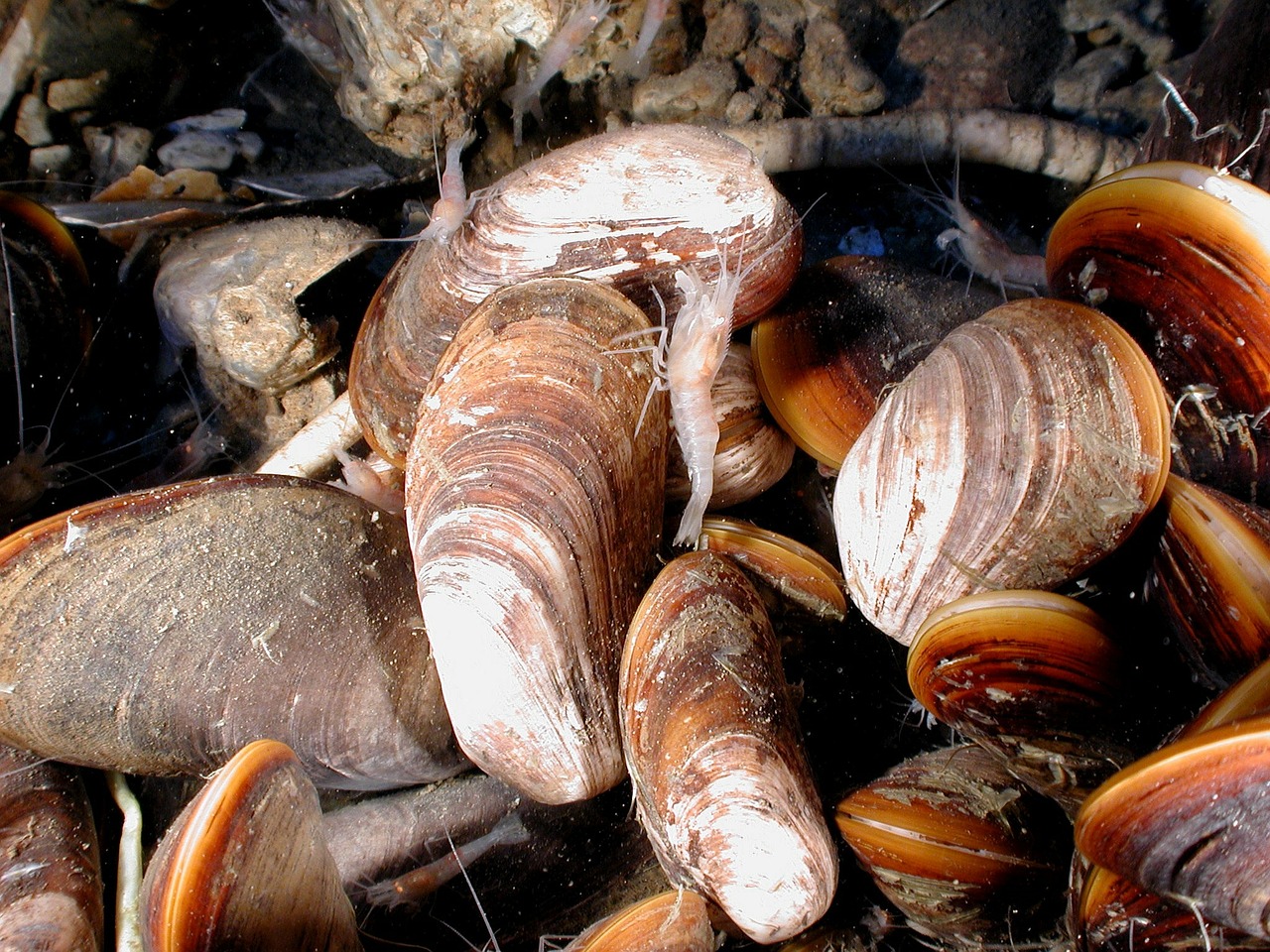 mussels shrimp tuna free photo