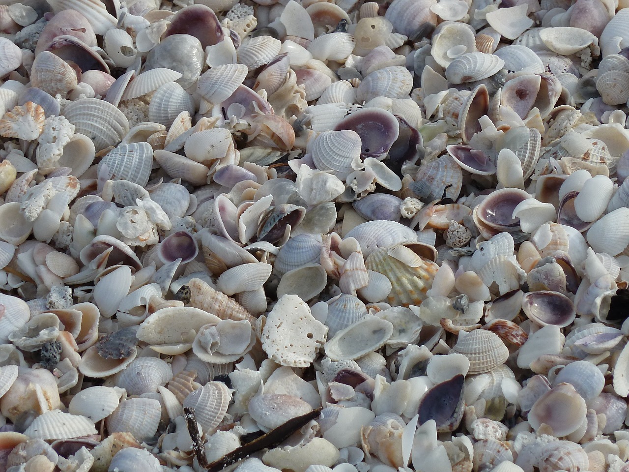 mussels sea white free photo