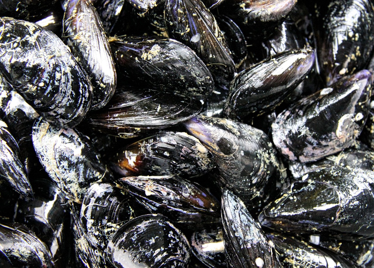 mussels seafood sea free photo