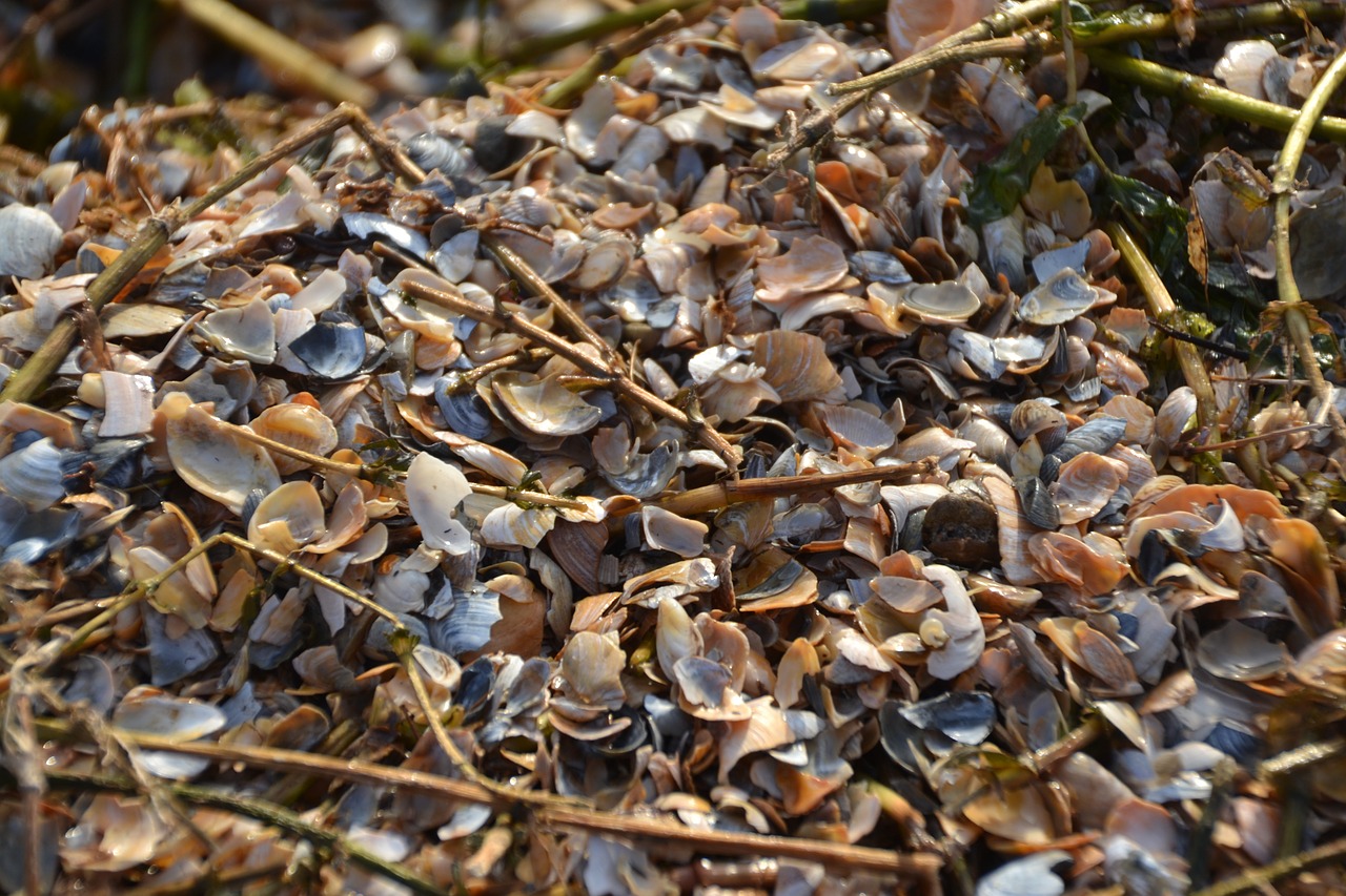 mussels shells beach free photo