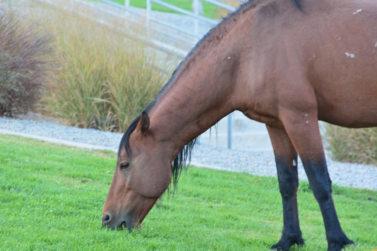 mustang wild horse free photo