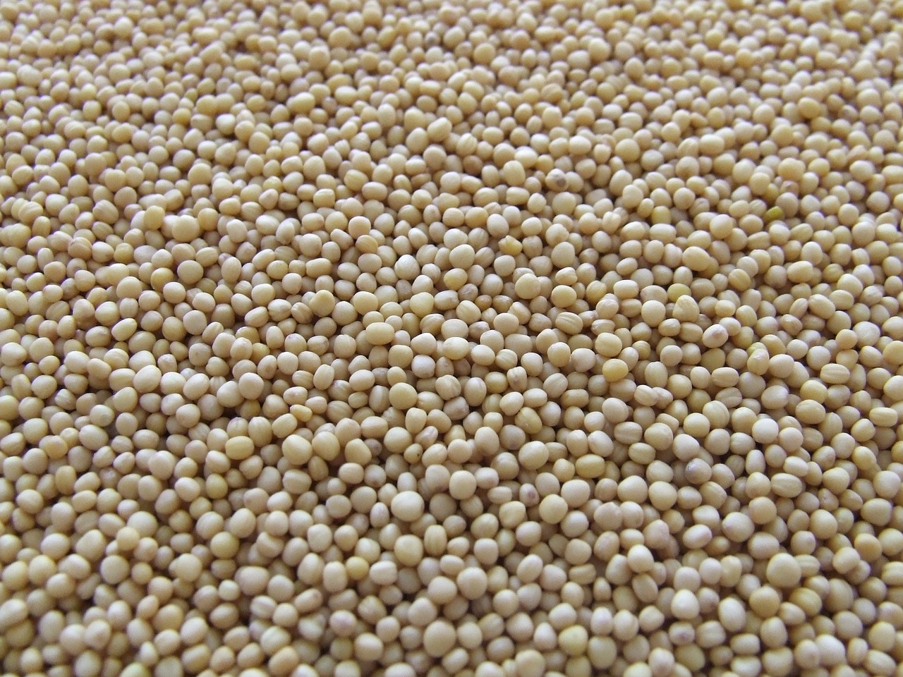 mustard seeds pepper free photo