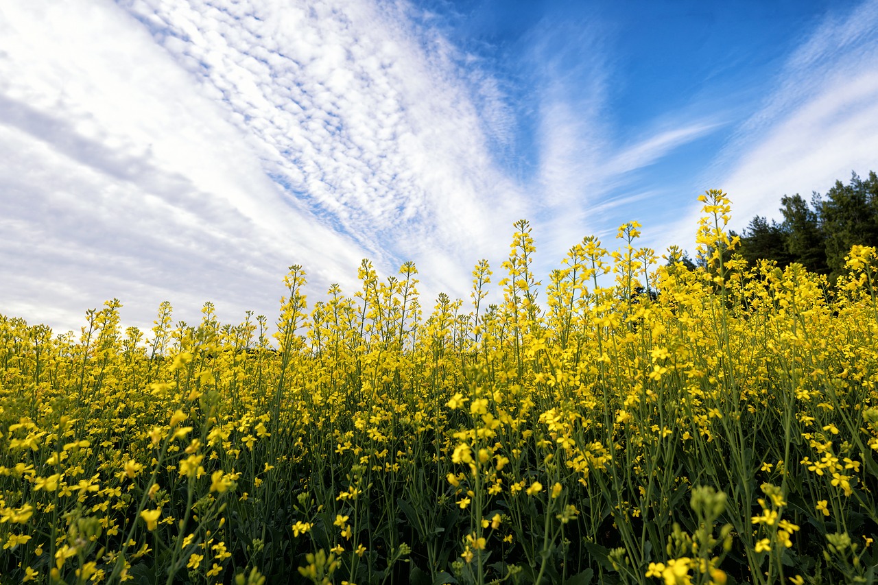 mustard flower field free photo