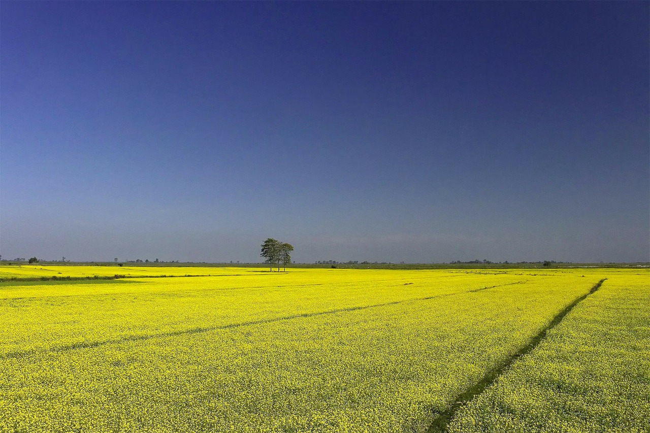 mustard farming cultivation free photo