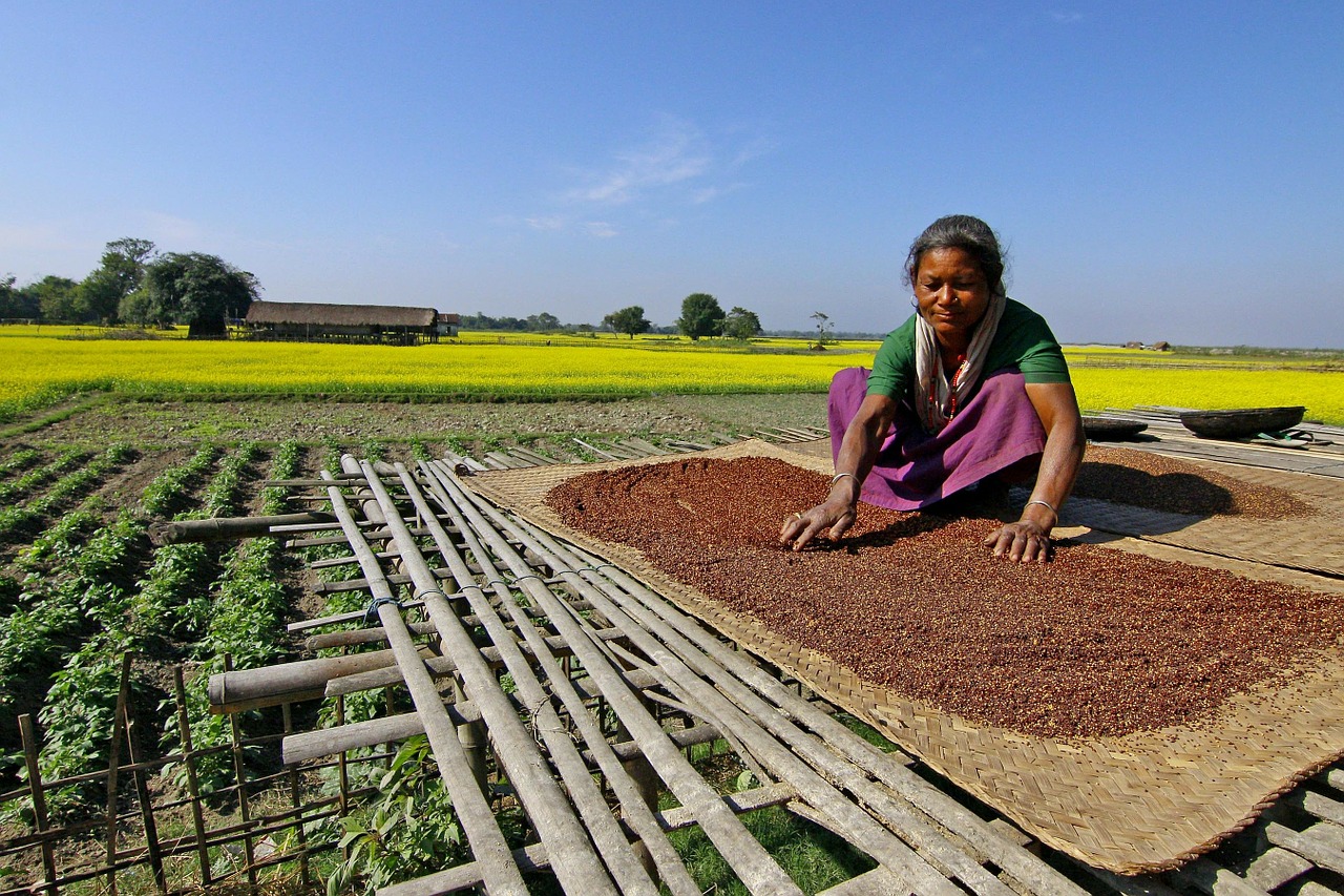 mustard farming cultivation free photo