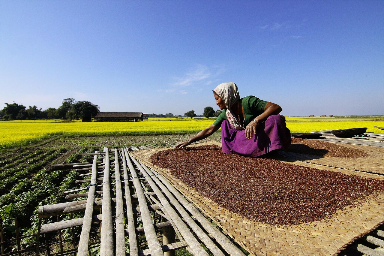 mustard farming cultivation free photo