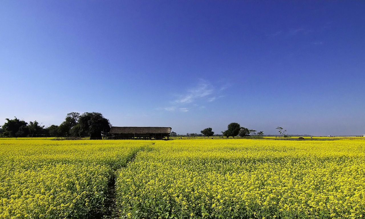 mustard farming cultivation free photo