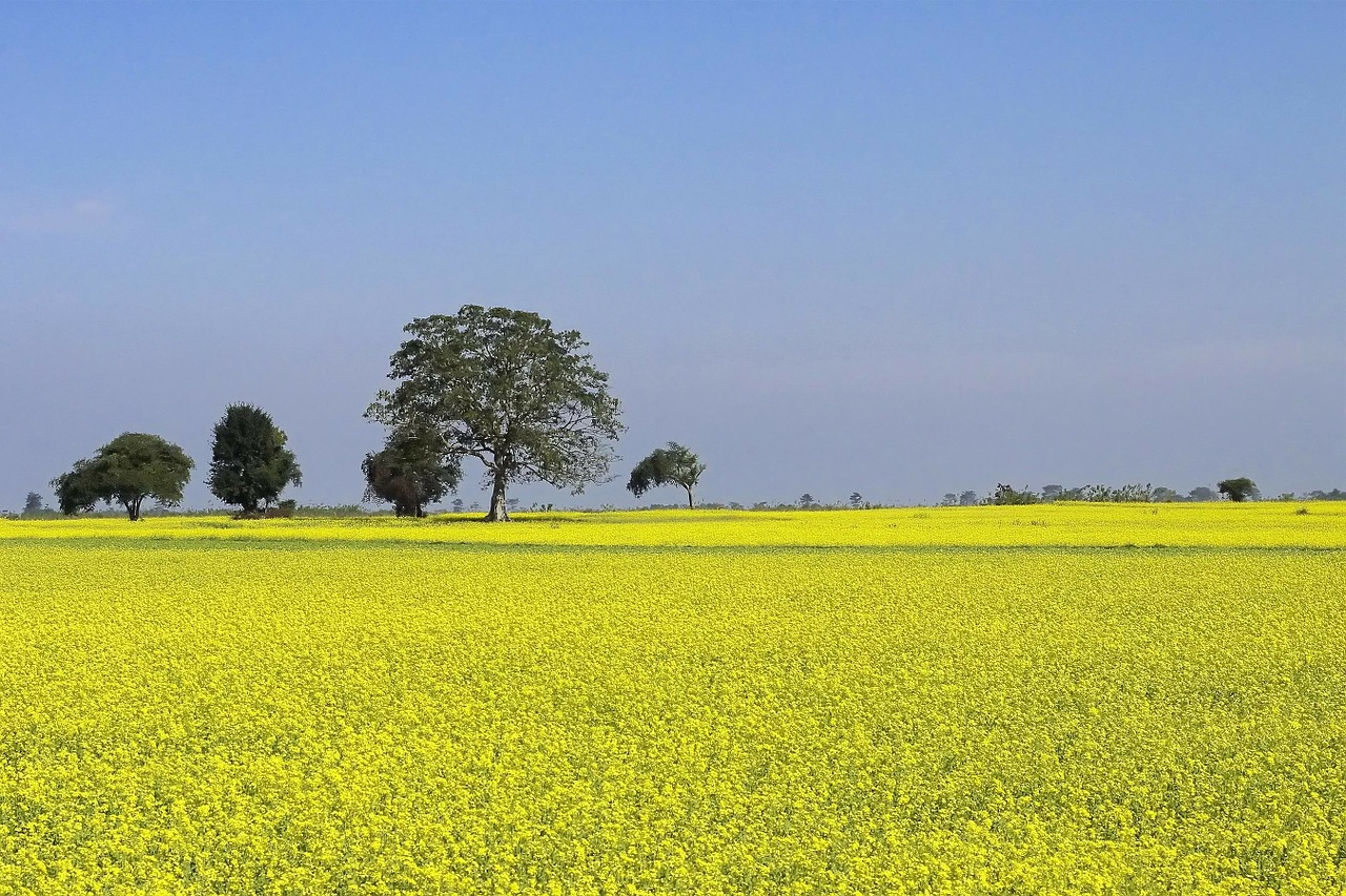 mustard farming cultivation free photo