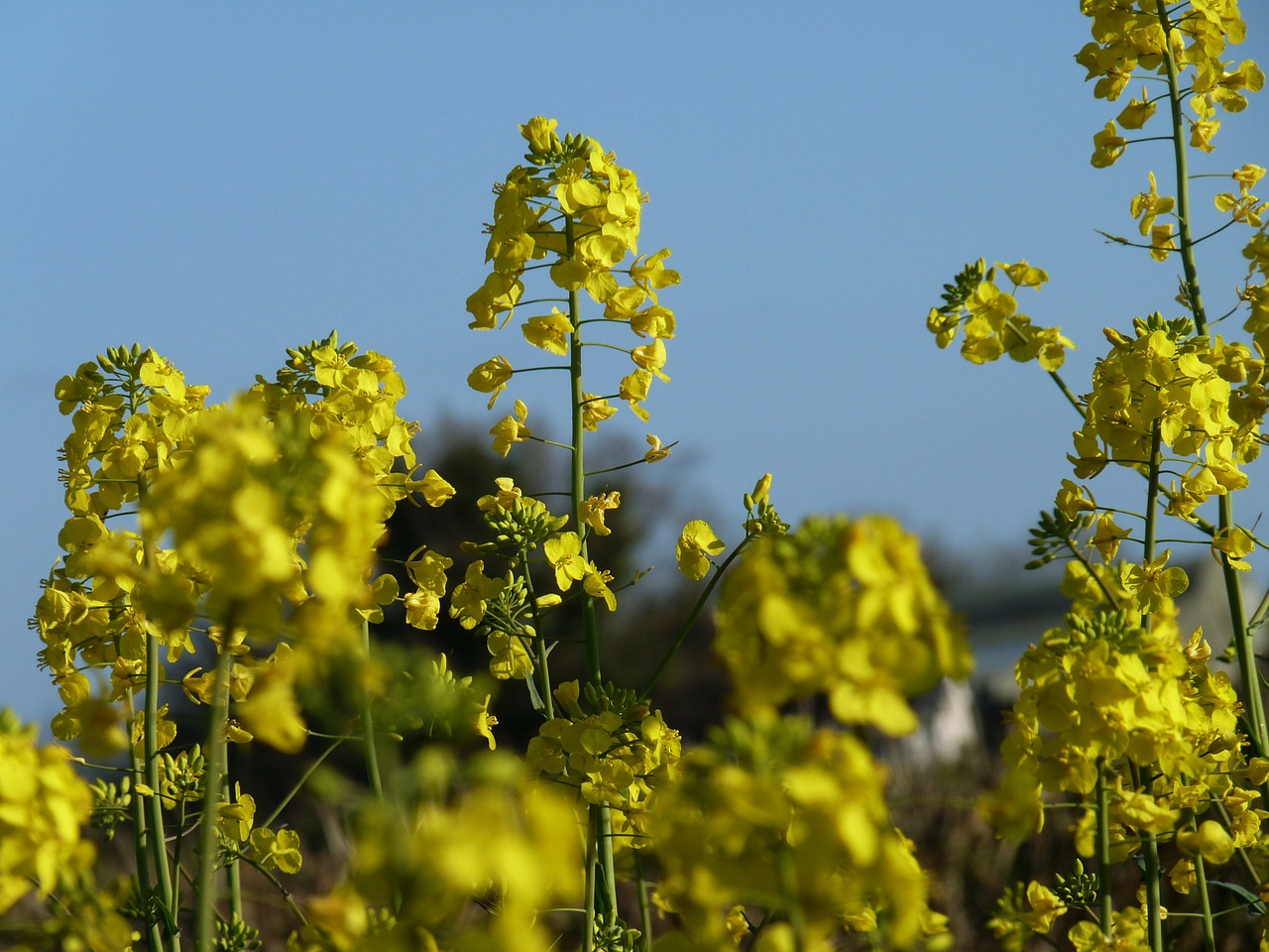 mustard plant blossom free photo