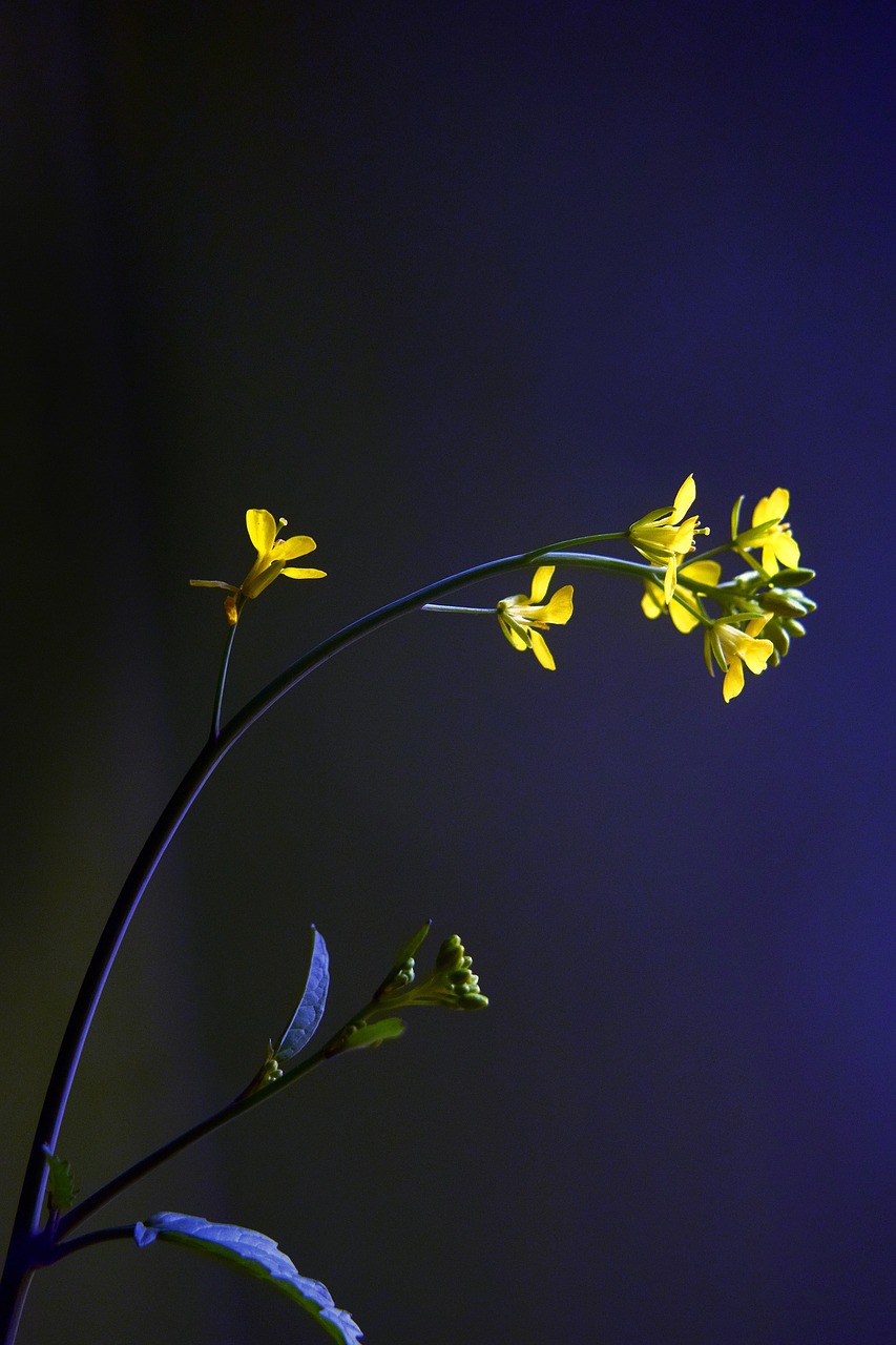 mustard flower yellow free photo