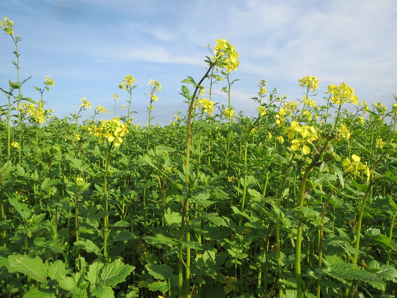 mustard field crop free photo