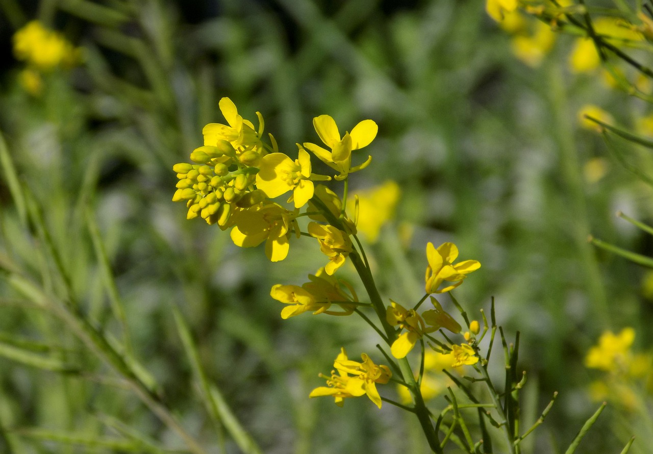 mustard flower nature flora free photo