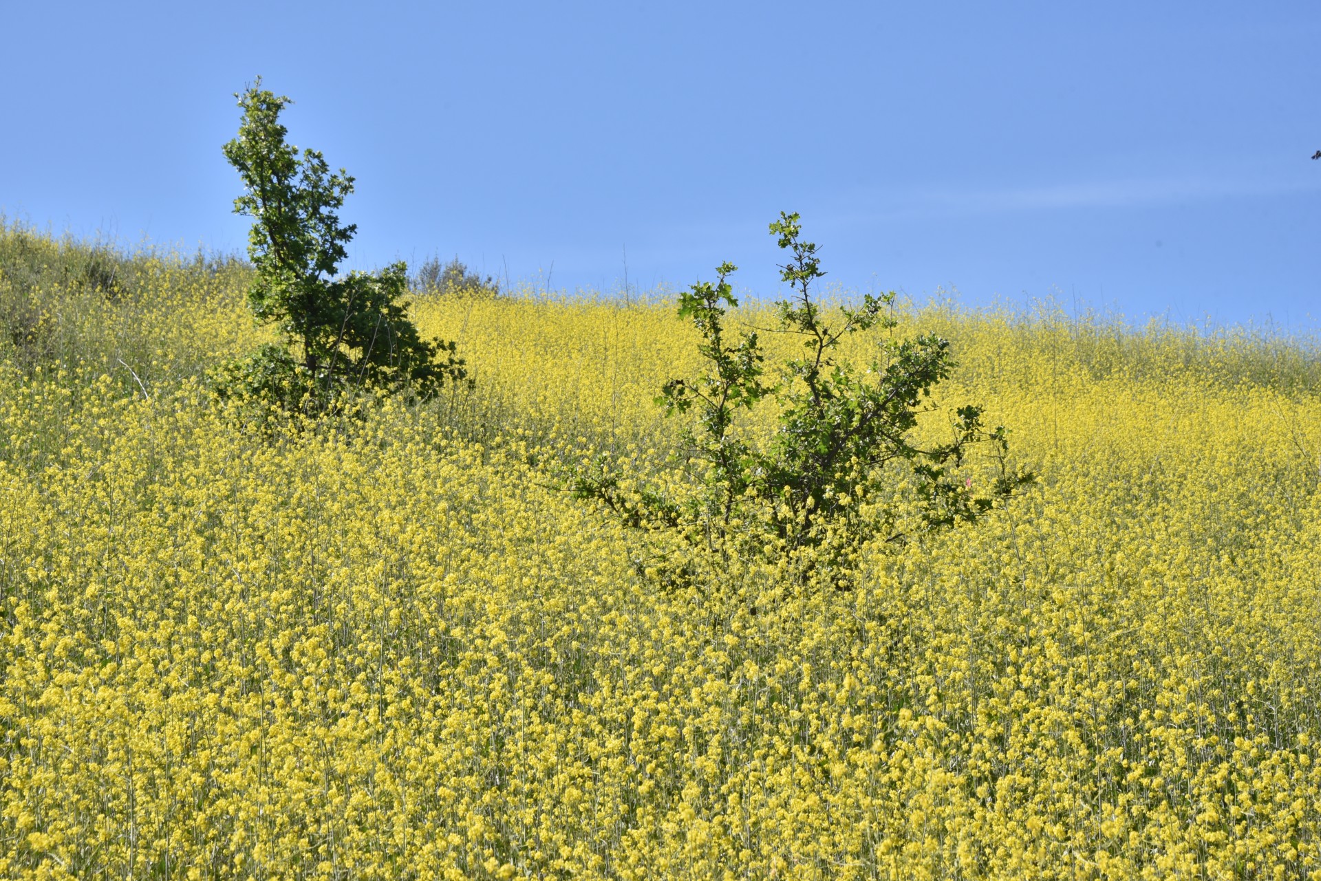 mustard weed plant free photo
