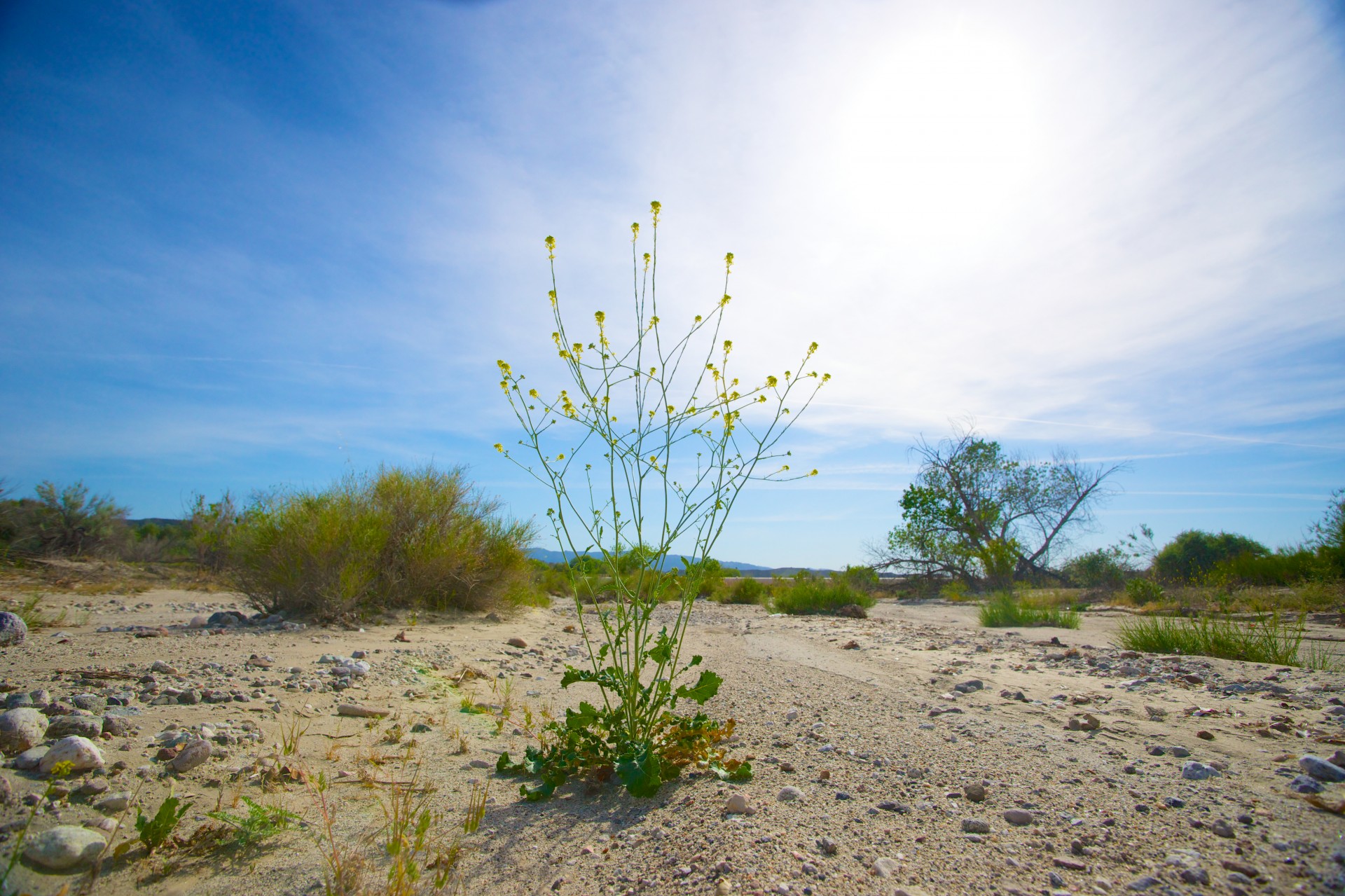 arid california desert free photo