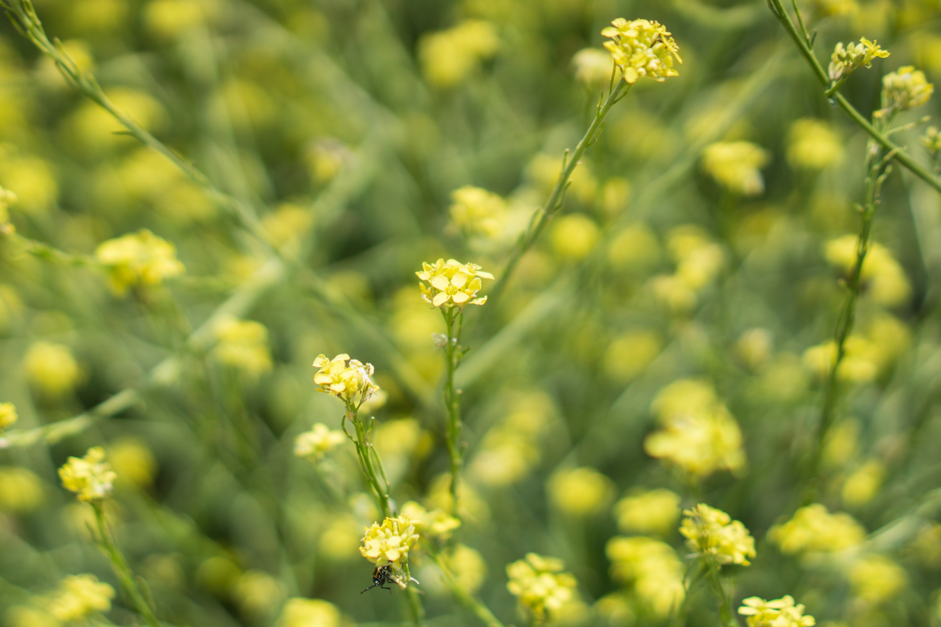 agriculture barbarea bloom free photo