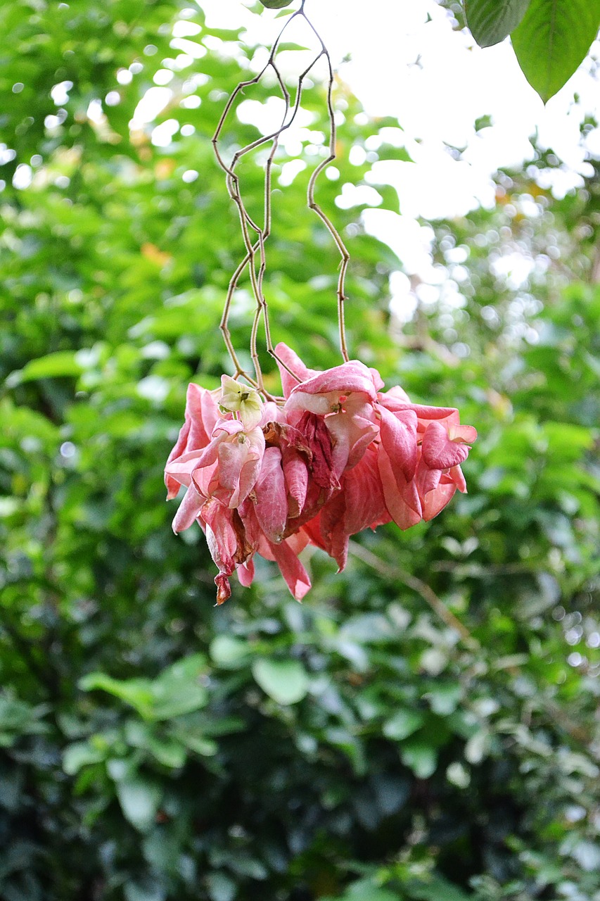 musunda rose flower rose color free photo