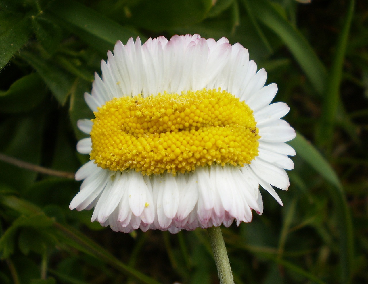 mutant daisy flower bloom free photo