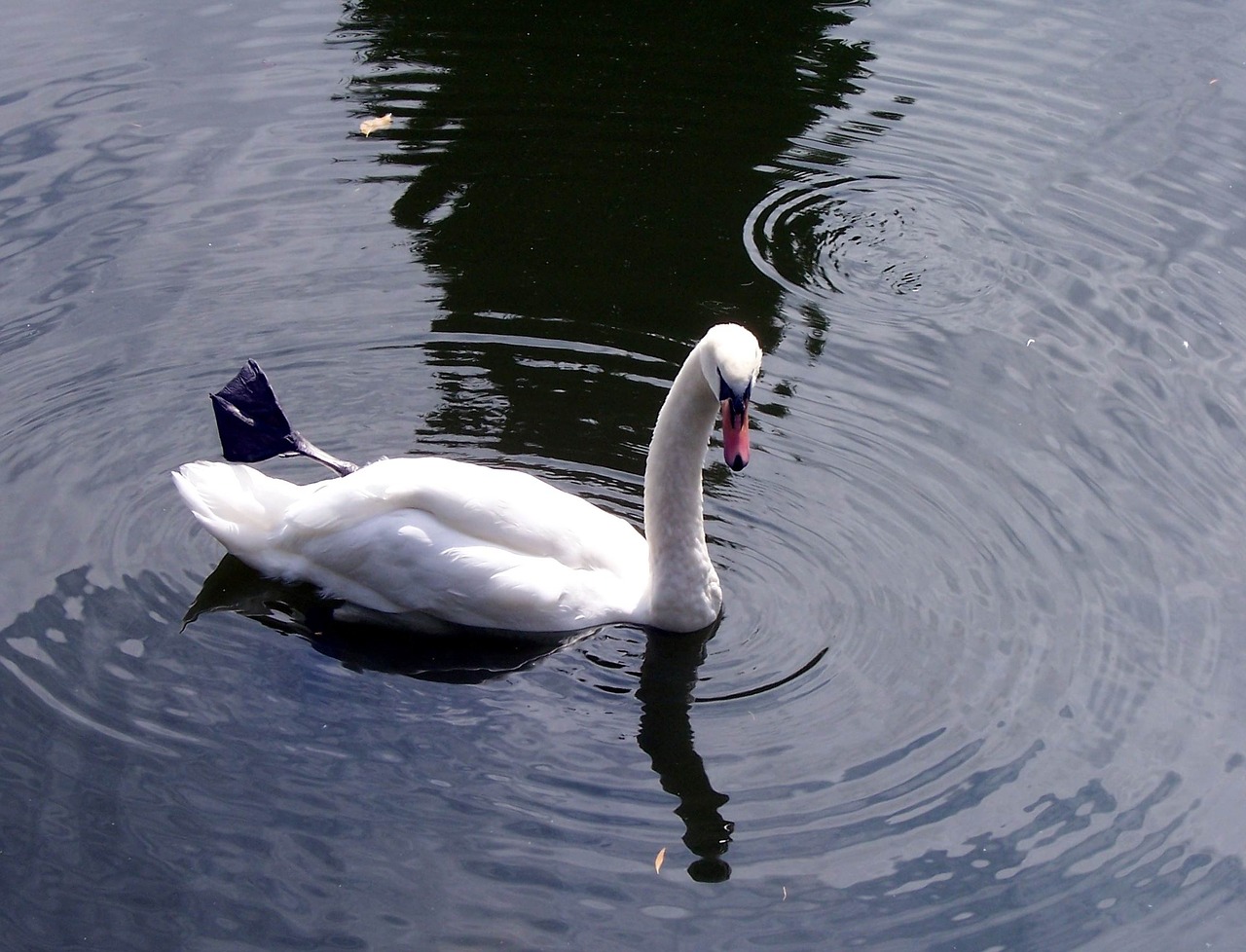 mute swan swans free photo