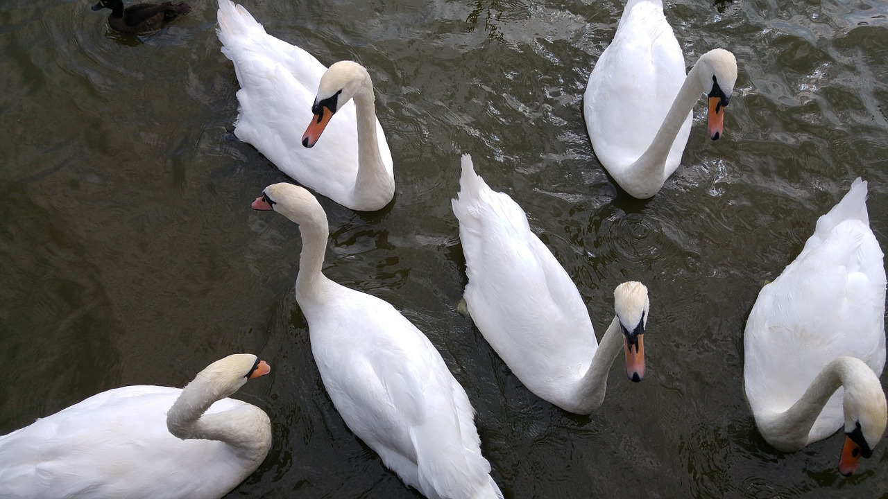 mute swan swan waterfowl free photo