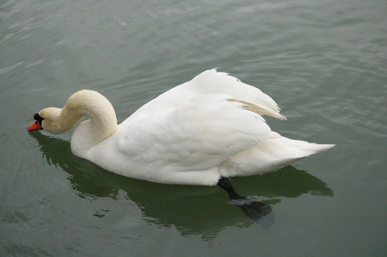 mute swan swan lake free photo