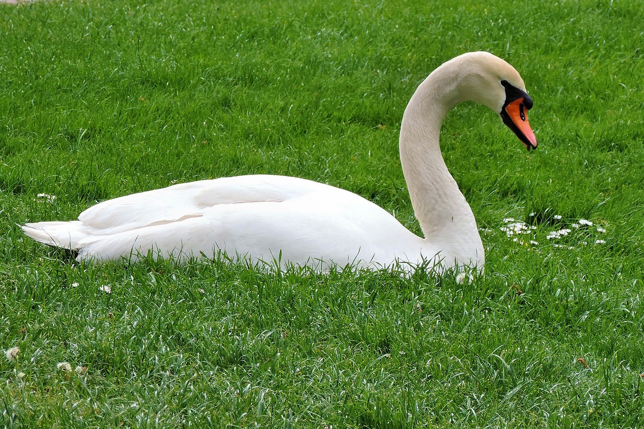 mute swan swan meadow free photo