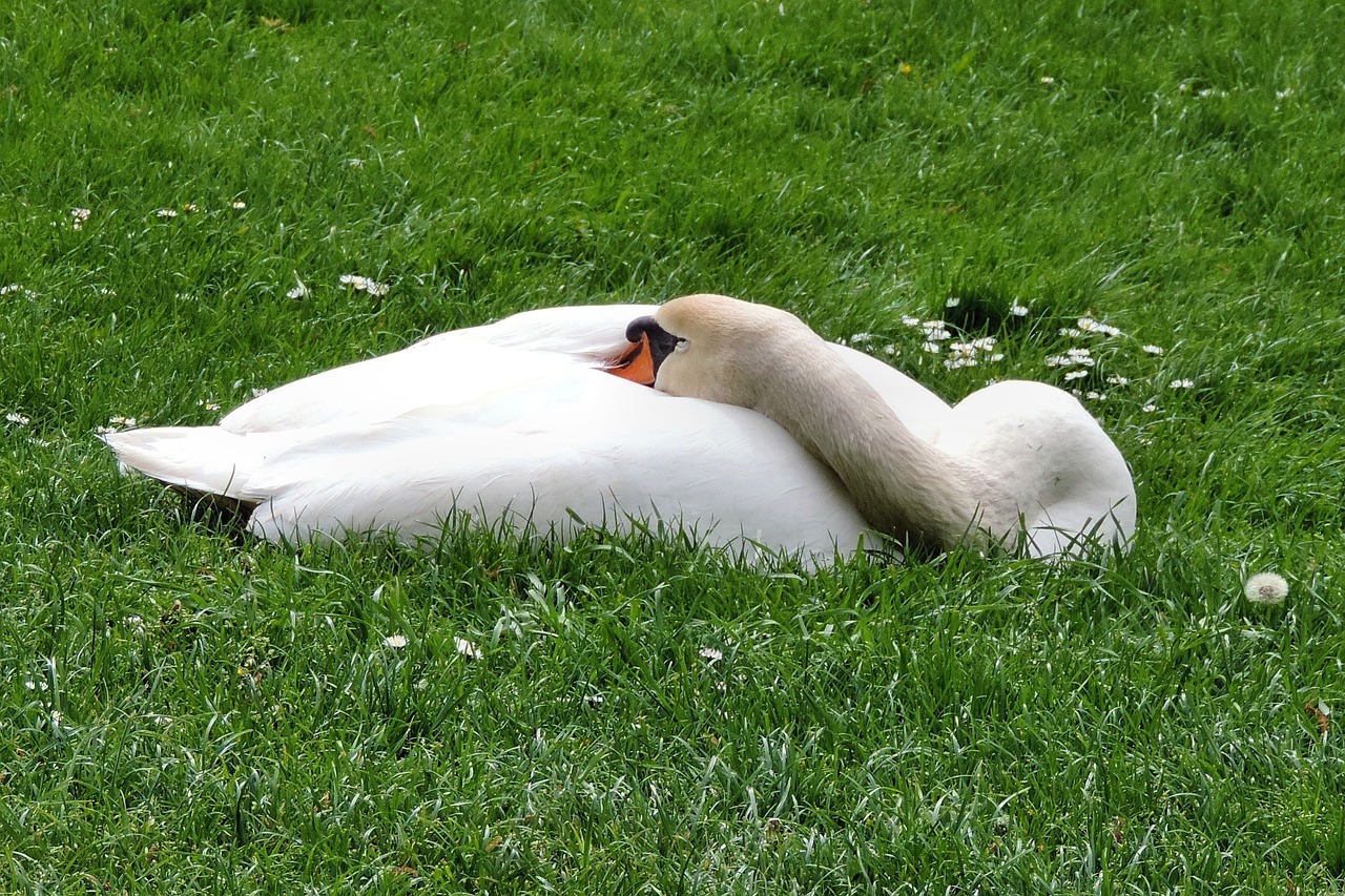 mute swan swan meadow free photo