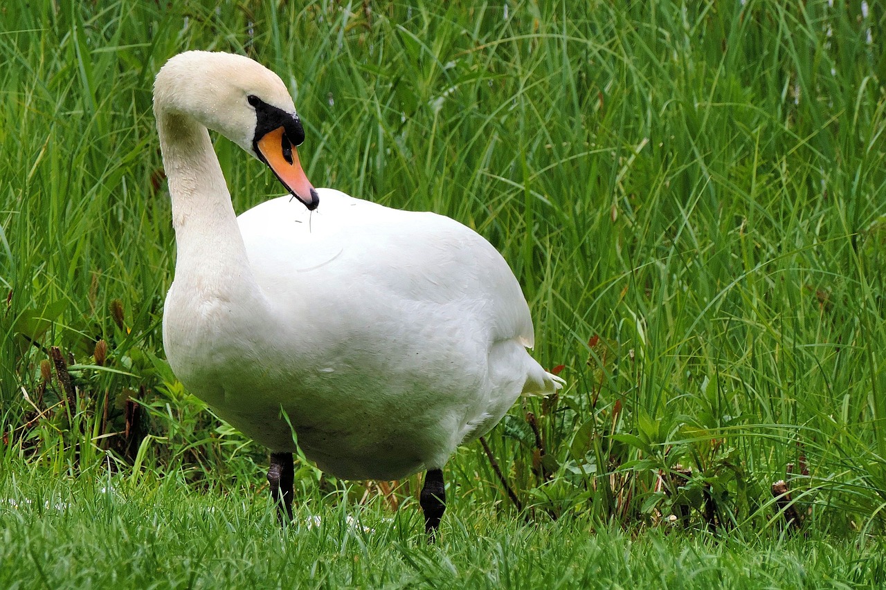 mute swan swan meadow free photo