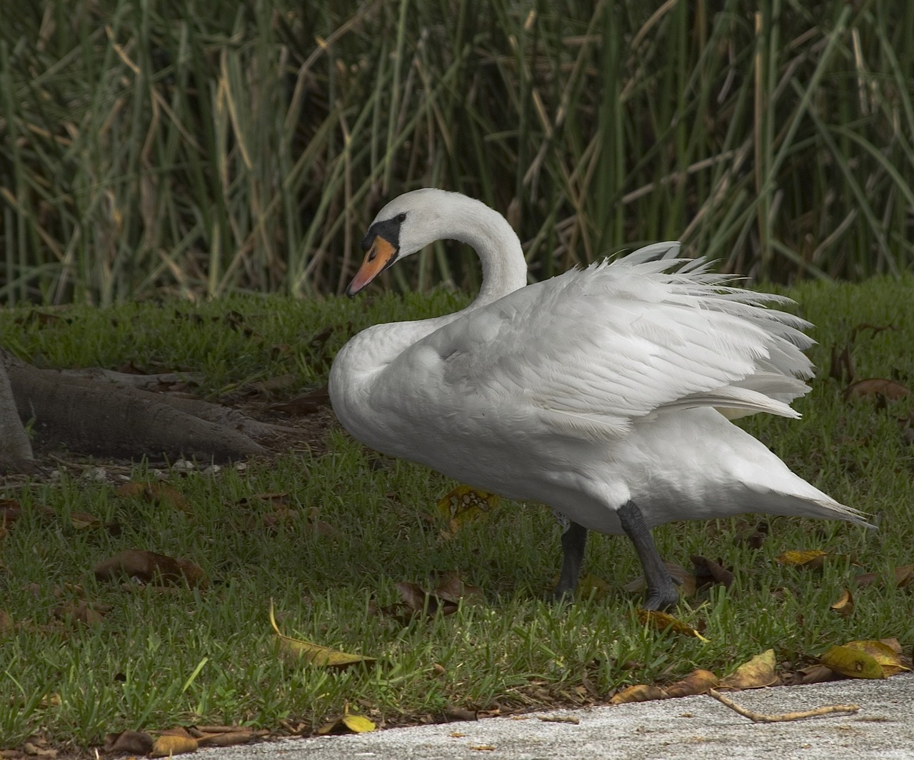 mute swan bird white free photo