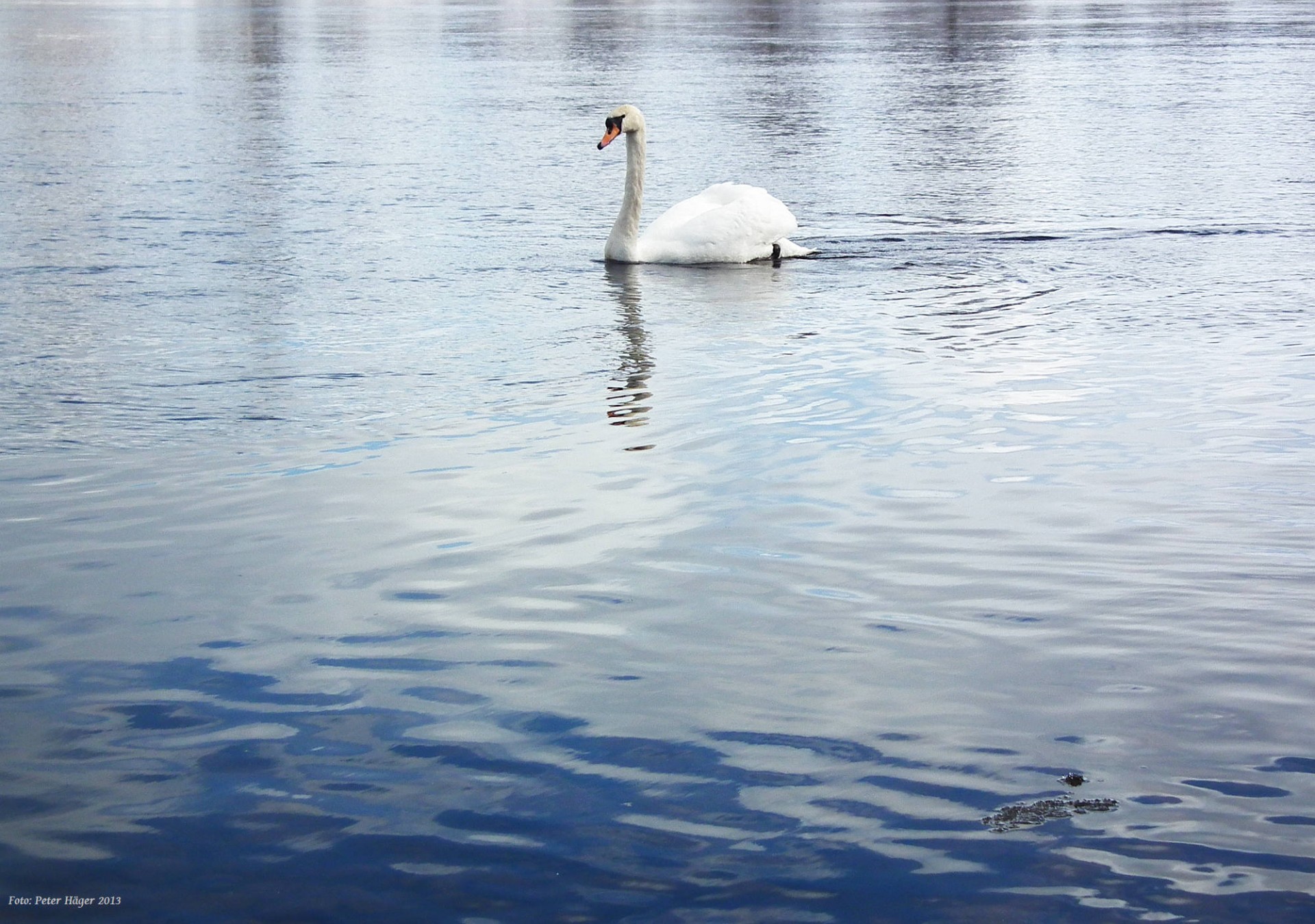 mute swan swan seabird free photo