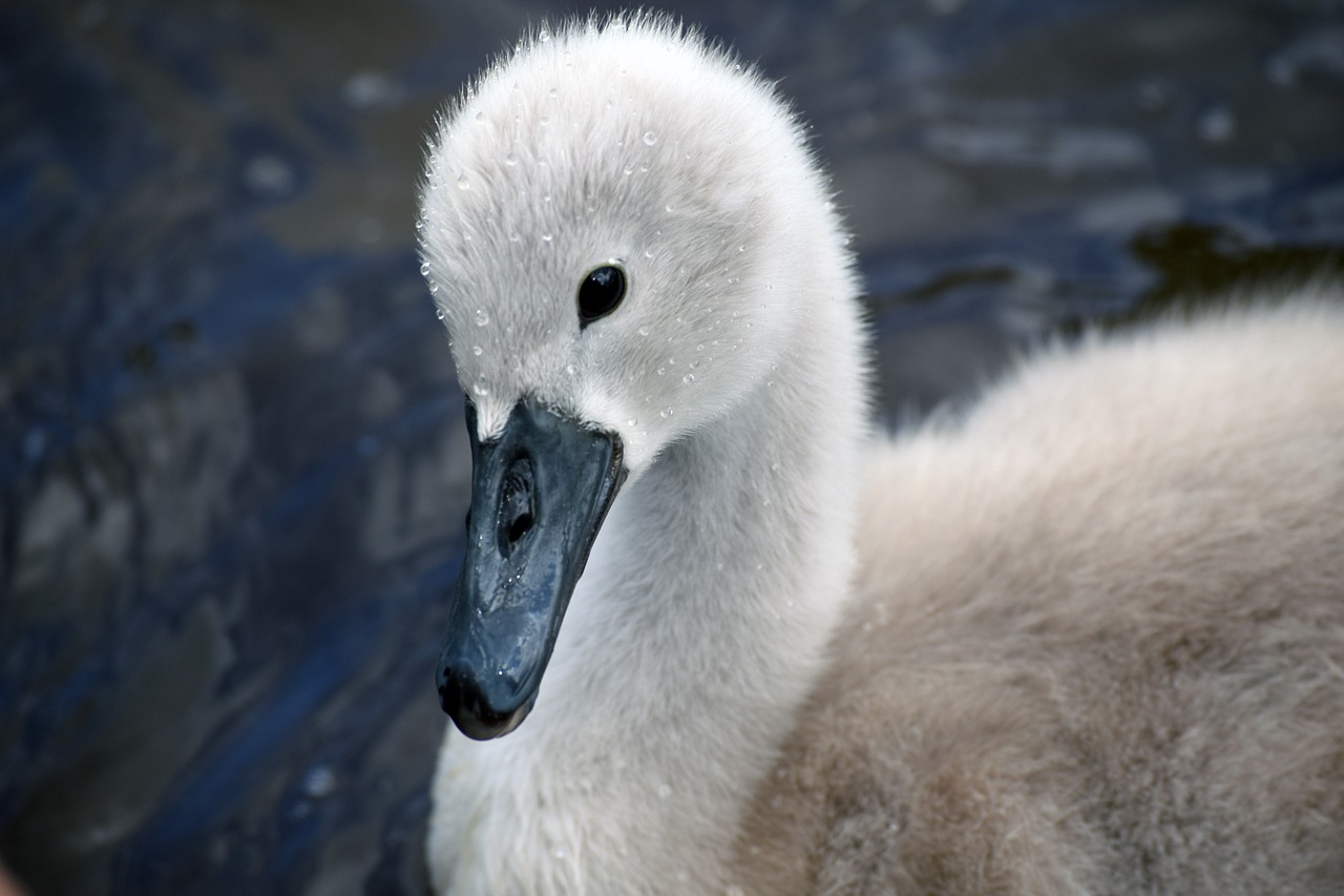 mute swan mute swan signet swan free photo