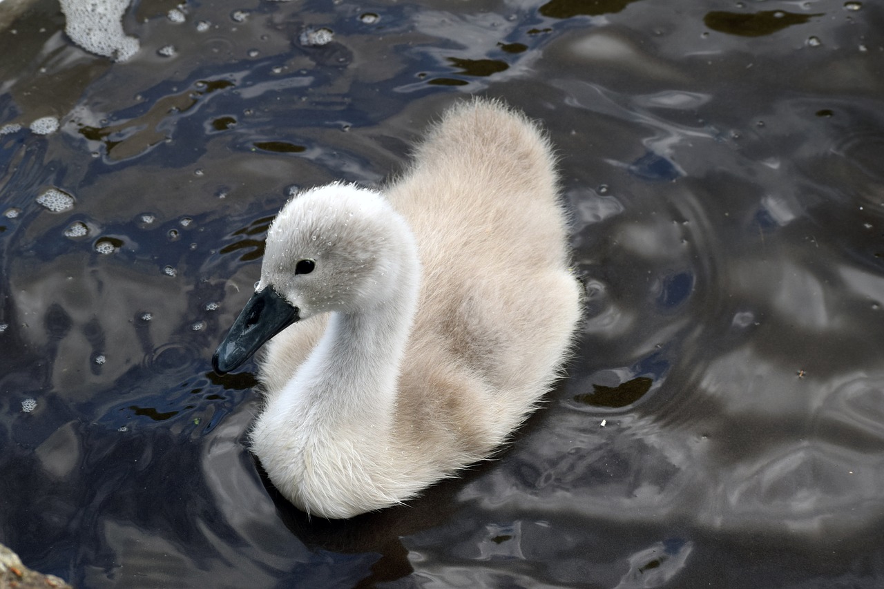 mute swan mute swan signet swan free photo