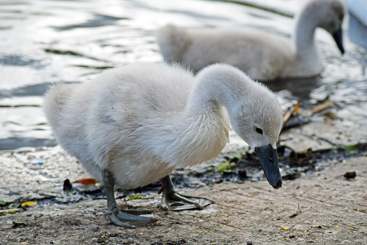 mute swan mute swan signet swan free photo