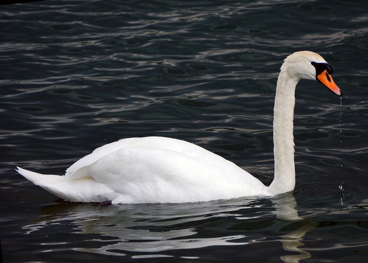 mute swan swan bird free photo