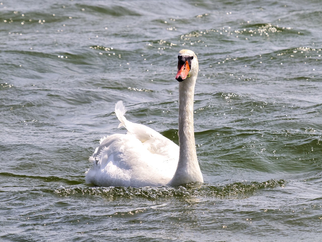 mute swan swan bird free photo