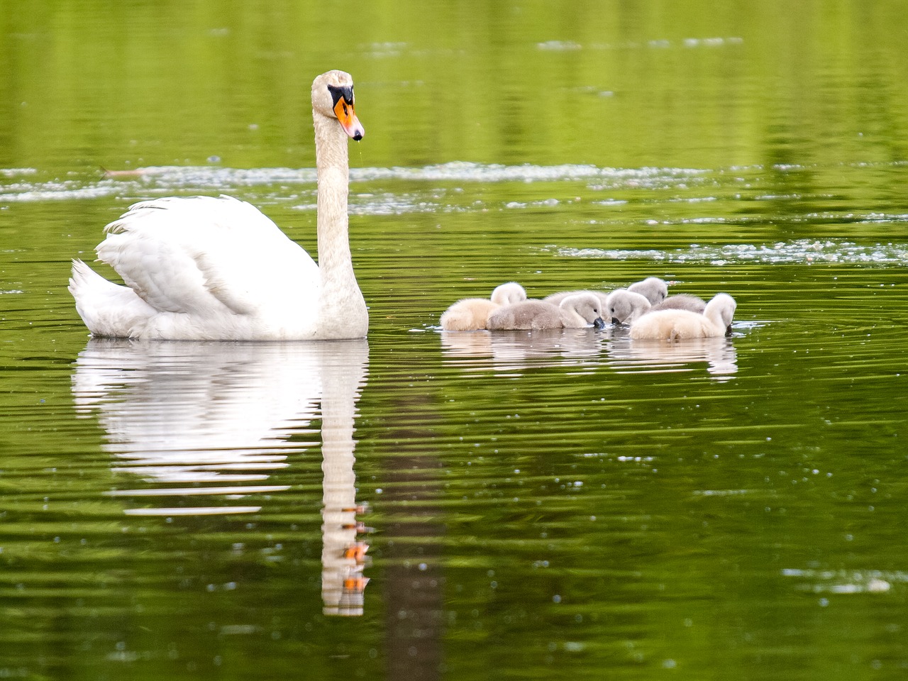 mute swan swan chicks free photo