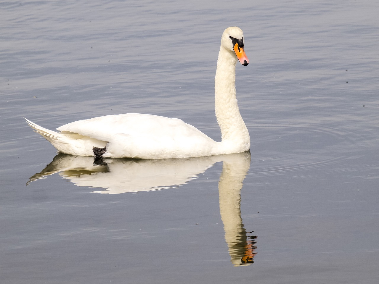 mute swan swan bird free photo