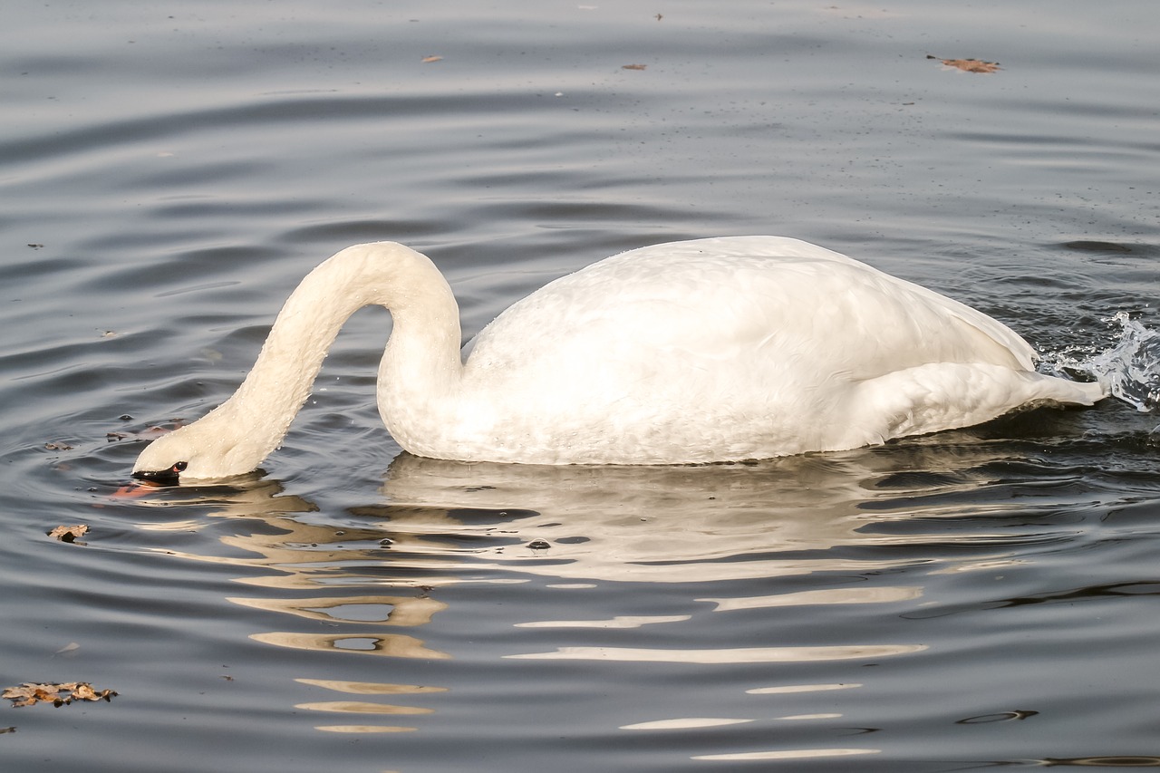 mute swan swan bird free photo