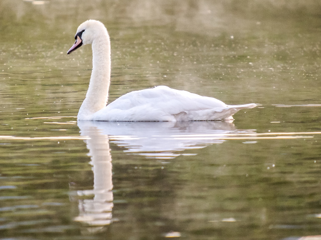 mute swan swan bird free photo